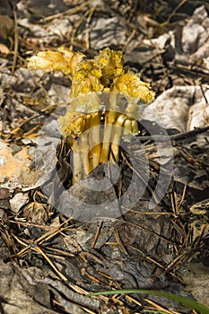 Mushroom monÅtropa hypÅpitys